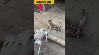 机器狗与小猫交朋友 #animalworld #动物世界 #cute #funny #中国