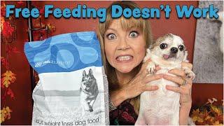 FREE FEEDING DOESN'T WORK? MILA GETTING FAT! Sweetie Pie Pets by Kelly Swift