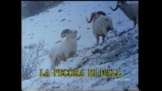 Il mondo di Quark: La pecora di Dall - 24 aprile 1992