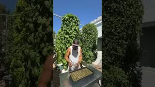 Vertical farming with rockwool on aeroponic towers ￼#rockwool #farming #gardening #hydroponics