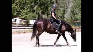 Dressage Lesson with Hank Brenda and Tracey 11 August 2023 Part II