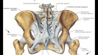 Pelvic Fractures 1