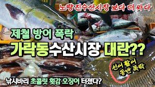 모든 생선값 폭락! 줄방어 1600원 숭어 4000원 병어 500원 갈치, 생새우 70% 폭락 가락동수산시장 선어 활어 동반 폭락 무슨일이?? [가락수산시장 강동수산시장 가락시장]