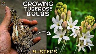 A Comprehensive Guide On Tuberose Plant Care! (5 Tricks*)