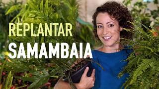 Como REPLANTAR SAMAMBAIA em VASO para ter PLANTA saudável