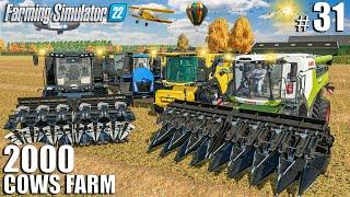 BIG TIME FARMING for 2000 COWS (RUNNING 3 COMBINES) | 2000 Cows Farm #31 | Farming Simulator 22