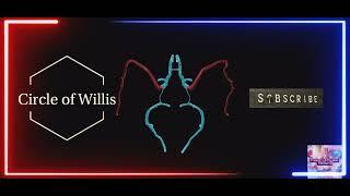 Circle of Willis | Blood Supply of Brain