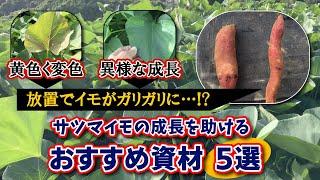 【プロの技を教えます！】サツマイモの生育状況により、栄養剤を散布して目的に即した芋の収穫が可能になります　たねのハシモトミヤ