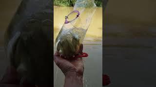 Survival Life In Jungle #diy #fishing #primitiveplus #fish #seafood #diy #fishing #fish #trap