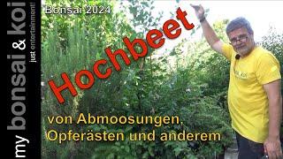 Bonsai 2024-49 - Hochbeet - von Abmoosungen, Opferästen und anderem