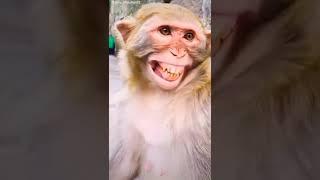 banner funny short video