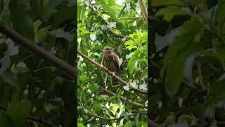 Brown Hawk Owl (Boobook) in 4K | 4k Wildlife Footage #shorts