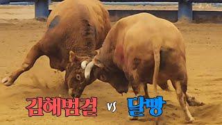 #김해범걸(홍) vs #달빵(청), 달빵1R 승 #청도소싸움왕중왕전 4강전 51/1 을8 (241221)