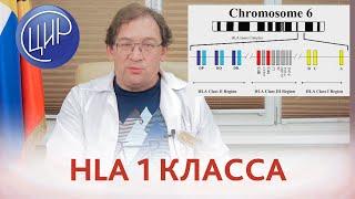 Главный комплекс гистосовместимости и HLA 1 класса. Ген B27 и риск невынашивания. Гузов И.И.