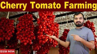 Cherry tomato Farming | पूरे साल होने वाला टमाटर | Minimum 100 Rs. per kg | green house tamatar