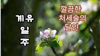 처세술의  달인 !! 깔끔한 계유 일주!!