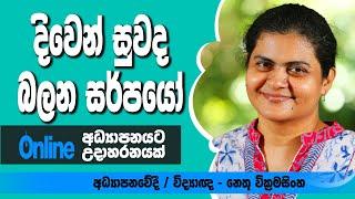 අප අවට හමුවන සතුන් I Creative online pedagogy