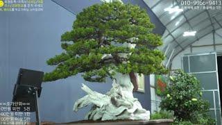 9월 23일(月) 123회차 Live 방송 【스마일분재경매(韓国の盆栽/Korean Bonsai)】