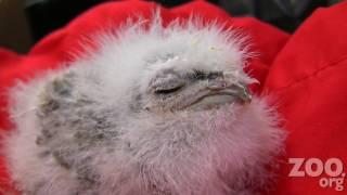 Cute Baby Frogmouth Chick at Woodland Park Zoo