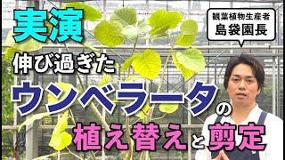 伸び過ぎたウンベラータの剪定と植え替えを実演します