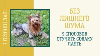 Почему собака гавкает: 7 причин лая. Как правильно отучить йоркширского терьера лаять дома, на улице