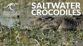 Saltwater Crocodiles in Australia | Australian Wildlife Journeys