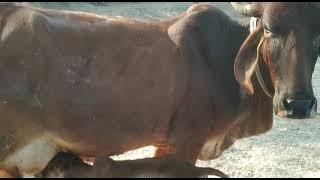 8104584096  gir cow sale bana dairy farm sursura kishangarh Ajmer st Rajasthan