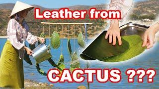 Leather from Cactus? This is how vegan leather is made 