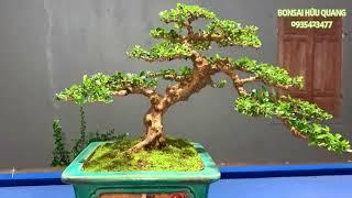 5 tác phẩm Sam trái bonsai đang giao lưu tại vườn Hữu Quang, Bình Định (0935423477)