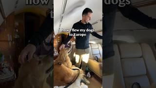 How I flew my dogs to Europe #K9jets #k9jetspartner