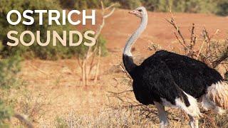 Ostrich Sounds - Deep booming call of a wild Ostrich in Africa