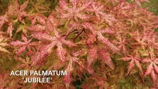 Acer Palmatum 'Jubilee' in My New Maple Garden! - Japanese Maples