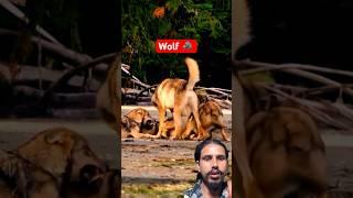 WOLFattack each other#wolfe ￼ #animals #wolflover #wildlife #shorts