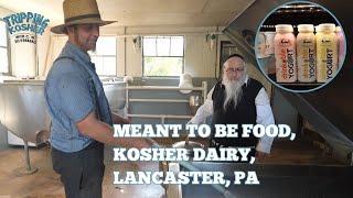 Tripping Kosher: Hasidic Jews Make Kosher Cheese in Amish Country