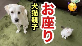 犬の母親を見て「お座り」ができた子猫はラブラドールキャットかもしれません