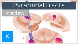 Pyramidal tracts: pathways and functions (preview) - Human Neuronatomy | Kenhub