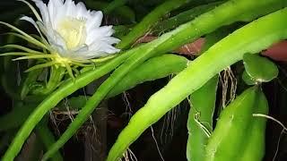 Golden isis, Dragon fruit, Hand Pollinating