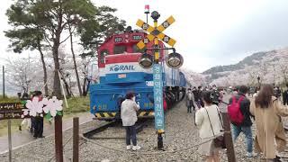 Cherry Blossom 2021 in South Korea