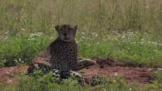 Rhino River Camp⎪ Meru National Park ⎪ Kenya⎪Expert Africa