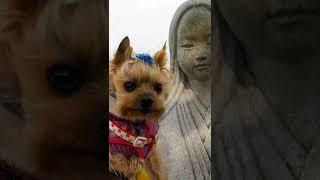 ヨーキーらんと紫式部/Ran and the statue of Murasaki Shikibu