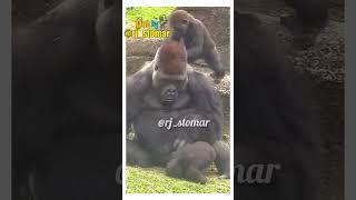 Education System  Funny Animals Dubbed Video #shorts #funny #voiceover