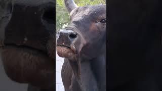 Indian Black Big Bull#bigblackbulls #animallover