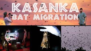 [TRAILER] Zambia, Part 2: The Kasanka Bat Migration