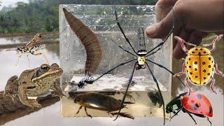 catch golden orb spider, cranefly, damselfly, ladybug, beetle, frog, water beetle, water larvae