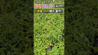 [꿈꾸는농부] 감자, 잦은비~내리면 수확을 미리 해야 할까? #감자재배 #감자수확시기 #장마대비 감자수확 #전원생활 #시골살이 #farming #텃밭농업 #농사일기 #농사노하우