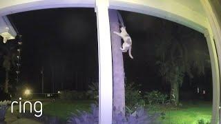 This Cat Becomes a Ninja at Night | RingTV