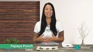 Papaya Punch | Strain Review