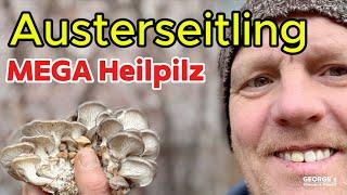 Austernpilz - DAS Superfood für Deine Gesundheit! Senkt Cholesterin, Blutzucker & Schützt vor Viren!