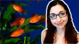 Platy Fish Care Guide  Beginner Aquarium Fish