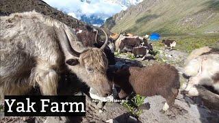 Yak Farm In Manang || Feeding Salt To Yaks 